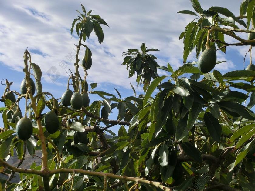 绿蓝食物水果蓝天下生长的果实水果生长背景图片