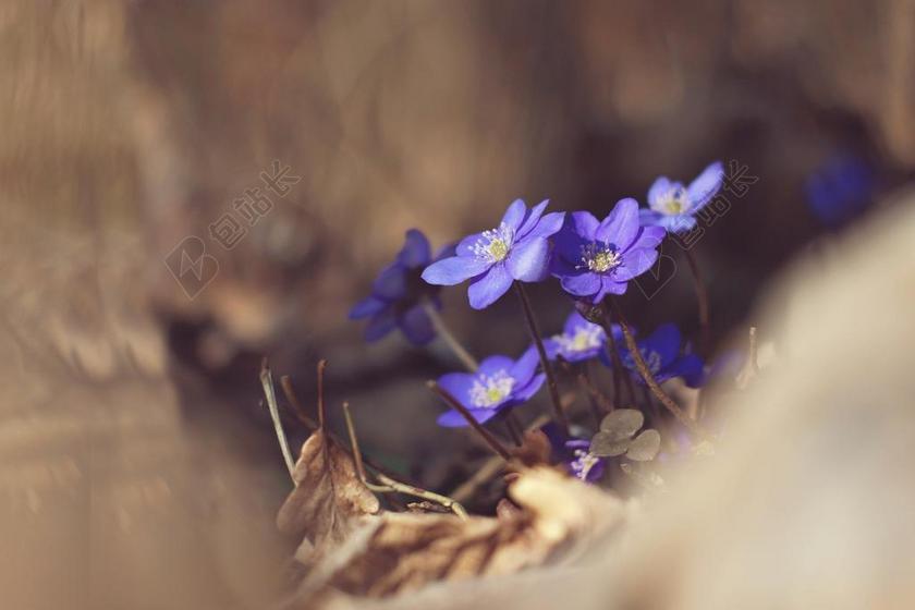 植物枯叶间紫色的小花背景图片