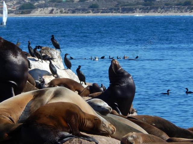 动物 海狮 海洋动物 密封件 海鸟类 水 蒙特利湾 海洋 湾