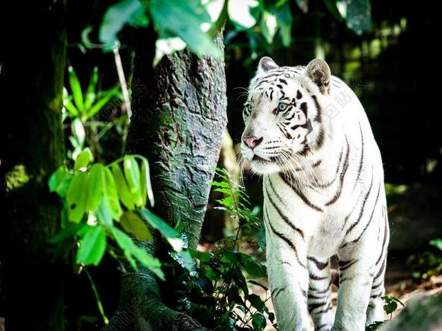 虎 白老虎 野猫 白色  猫 新加坡动物园
