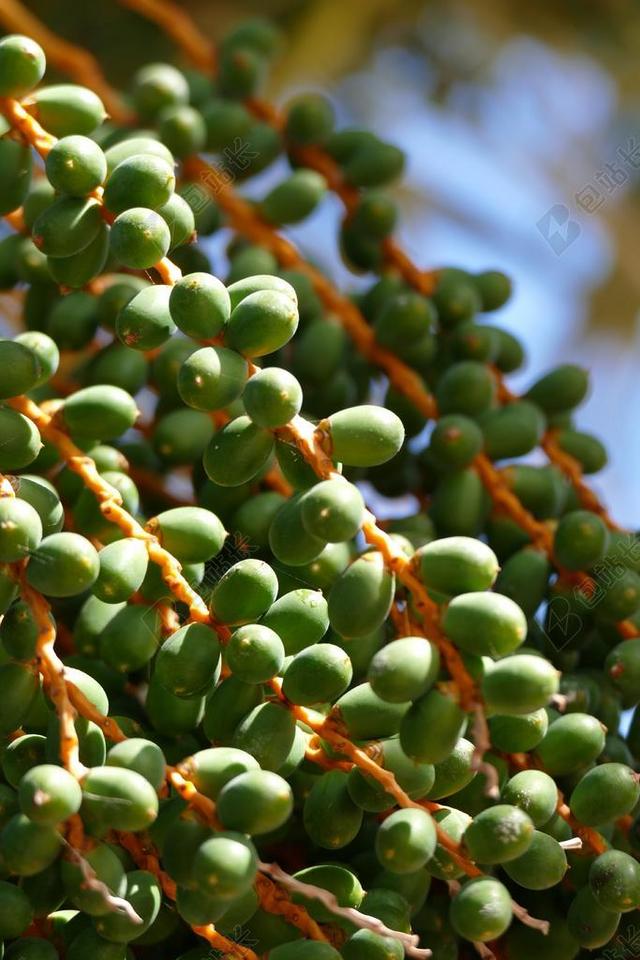 咖啡 树 植物 自然 绿色 分公司 成长