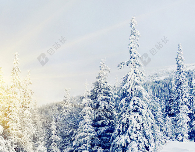 雪中树木背景
