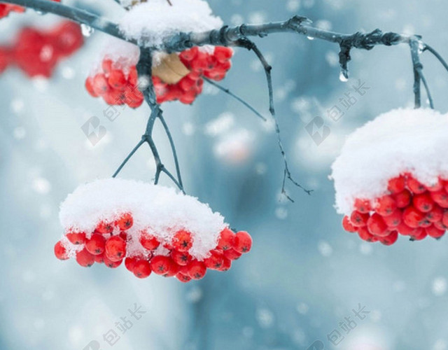 冬天雪花覆盖的花H5背景