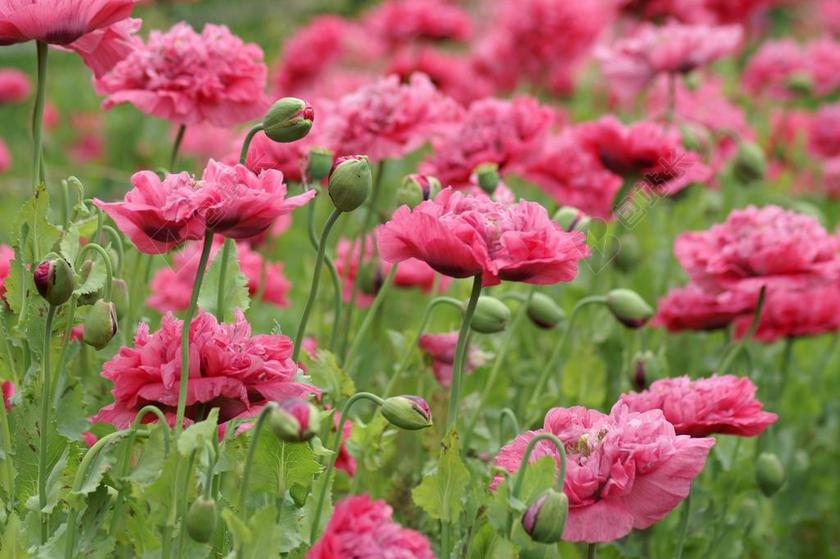粉色 粉红色的花朵 爱情 鲜花 花园 性质 花瓣 野花 开花