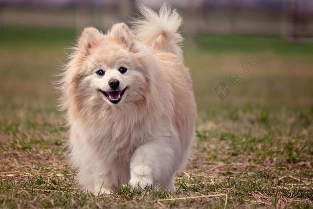 狗 博美犬 可爱 动物 毛茸茸的 狗宝宝 运行 金发女郎