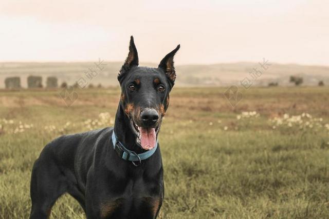 杜宾 犬 狗 宠物 字段 草地 夏季 绿色 舌 性质
