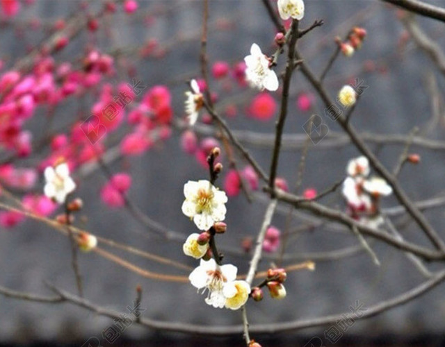 立春节气H5素材背景