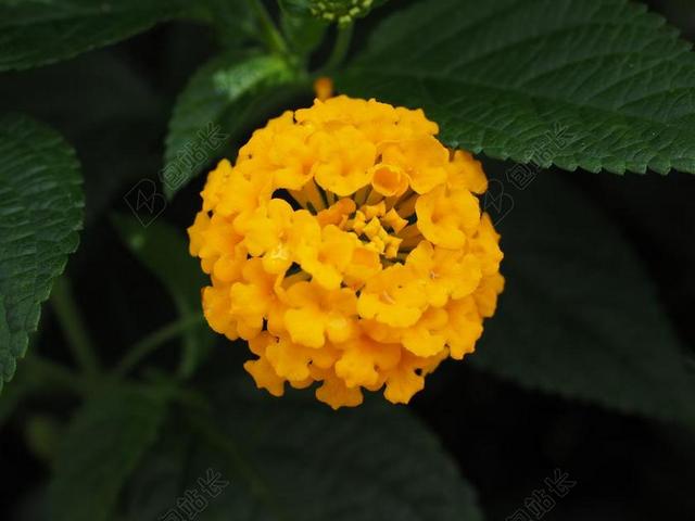 马缨丹 马缨丹品种 观赏植物 黄色 花 开花 马鞭草温室