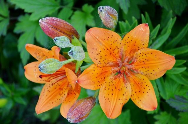 黄色红色黄花菜 百合 萱草 番茄叶霉病菌 植物区系 红色 花