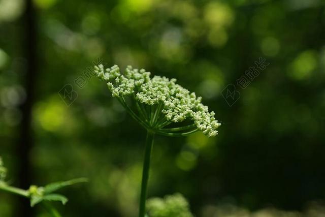 GIERSCH 开花 伞形花序 白 GEISSFUSS 伞形科