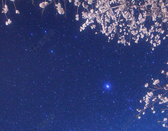 浪漫樱花夜晚背景图