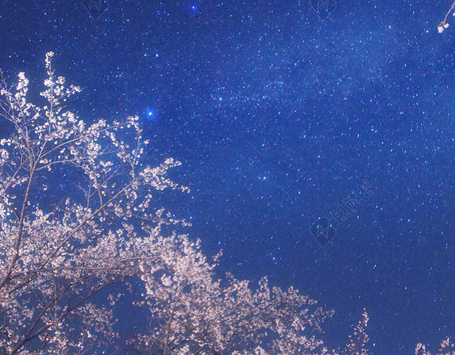 浪漫樱花夜晚背景图