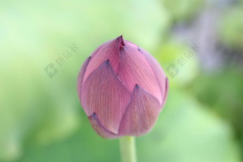 莲花芽 莲花 花 盛开 芽 开花 植物 花瓣 新鲜 季节