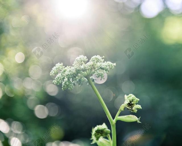 绿色植物清新阳光照耀下的鲜花植物花朵背景图片