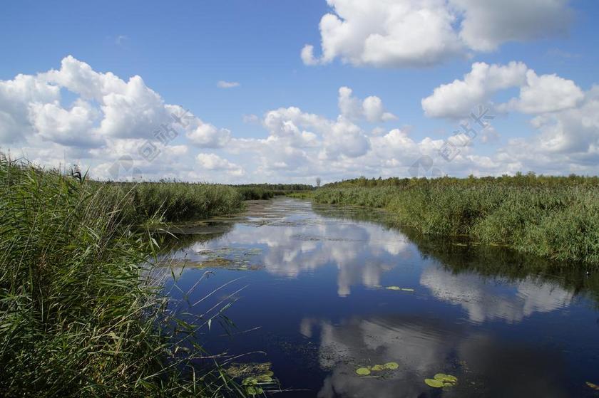自然芦苇中宁静的湖水背景图片