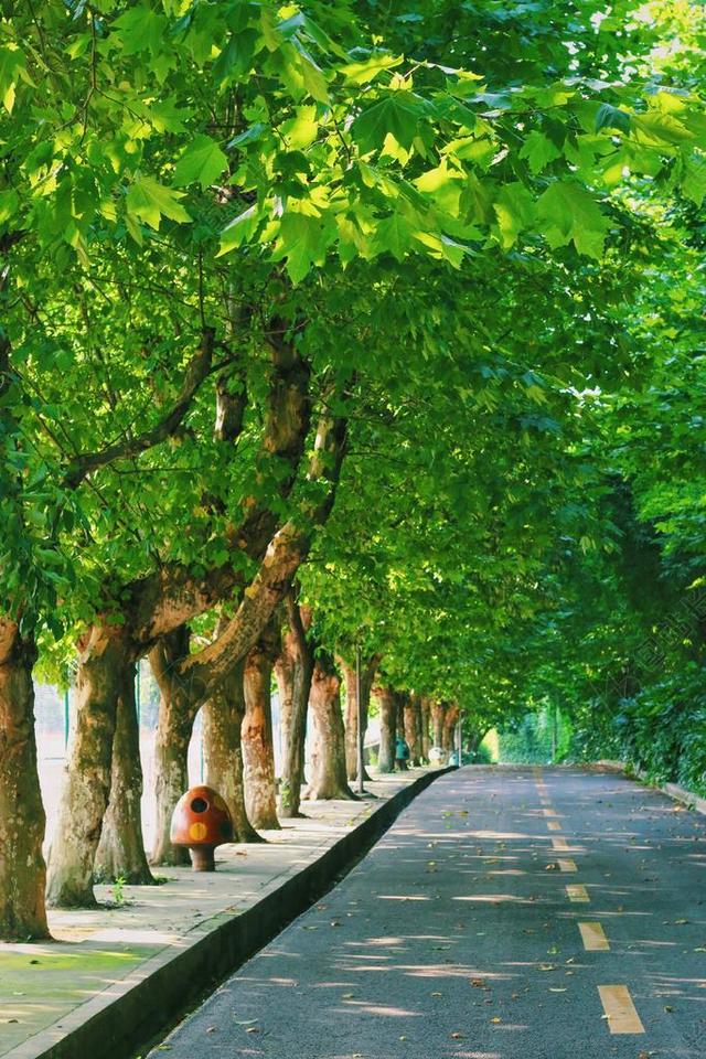 校园 绿色 叶子 路 树 胡同 夏季 路面 没有人