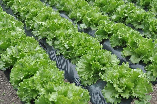 莴 生菜 生菜场