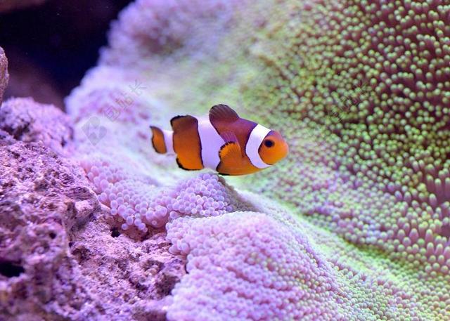 小醜魚 魚缸 小丑鱼 尼莫 水下 海 里夫 珊瑚