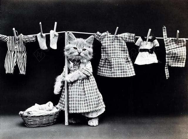 猫 小猫 穿好衣服 衣 酿酒 照片 可爱 洗衣 洗车行