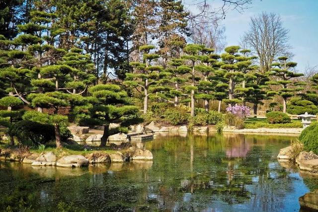 景观 花园 日本花园 性质 公园 树木 开花 湖 绿色 水