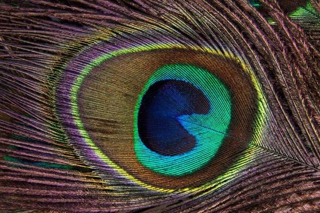 孔雀羽毛 结构 基金 孔雀 PAVO CRISTATUS 鸟类羽毛