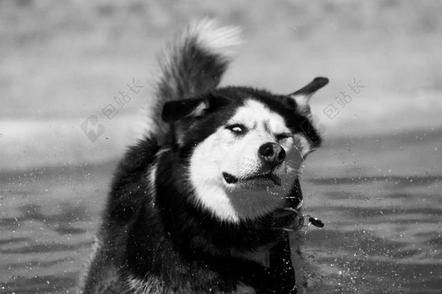 黑白动物凶猛水面上的小狗宠物动物狗背景图片