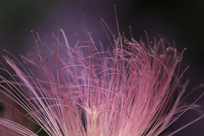 紫色植物飘逸紫红色的花絮植物鲜花背景图片