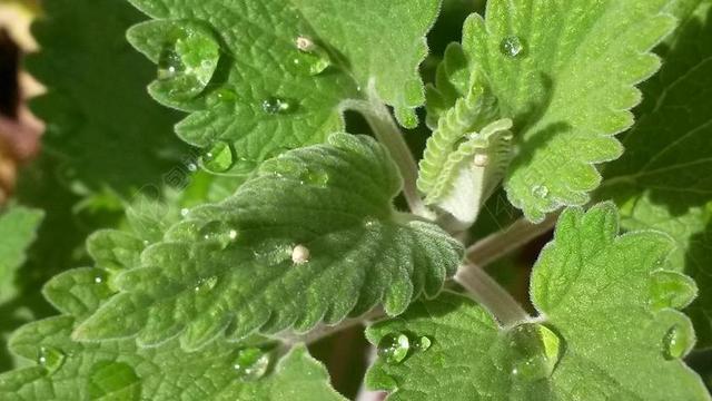 猫薄荷 水滴 荆芥 CATMINT 有机 草本植物 新鲜 绿色