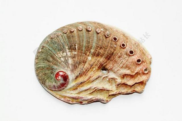 外壳 壳 蜗牛 关闭 鲍鱼 ABALONESCHNECKE