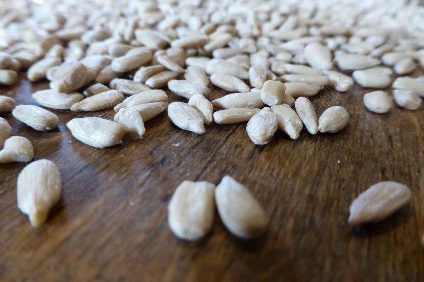 葵花子 谷物 种子 米色 关闭 BACKZUTATEN