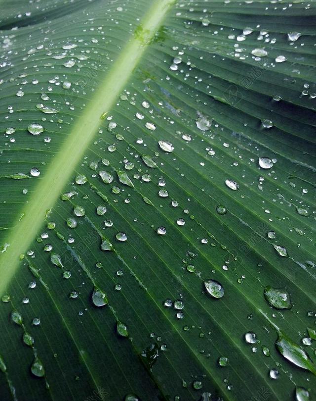 香蕉 叶 后 雨 滴液植物叶子 水 植物 自然 有机