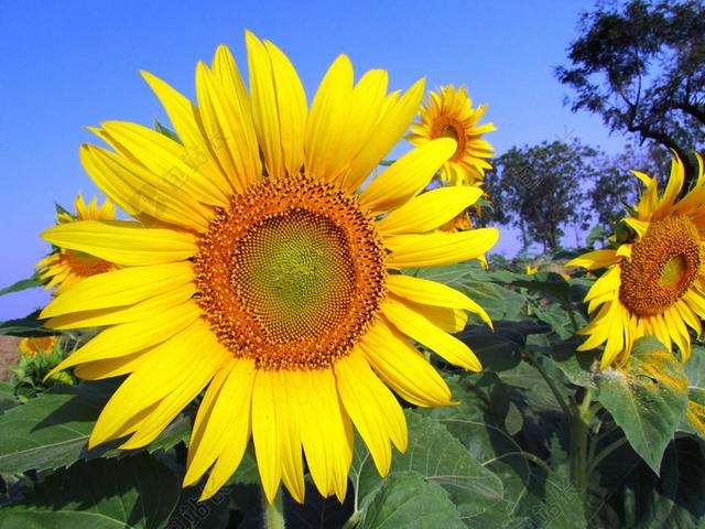 向日葵 黄色 花 夏天 花的 光明 自然 花园 充满活力