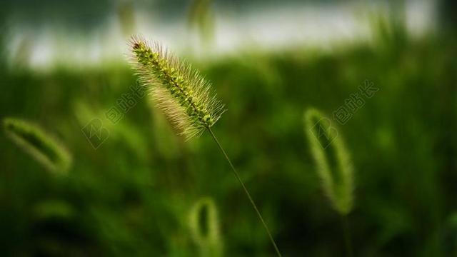 绿色植物清新狗尾巴草近照植物杂草背景图片