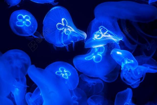 水母 海 水 海洋动物 生物 水下 跳水 CNIDARIAN