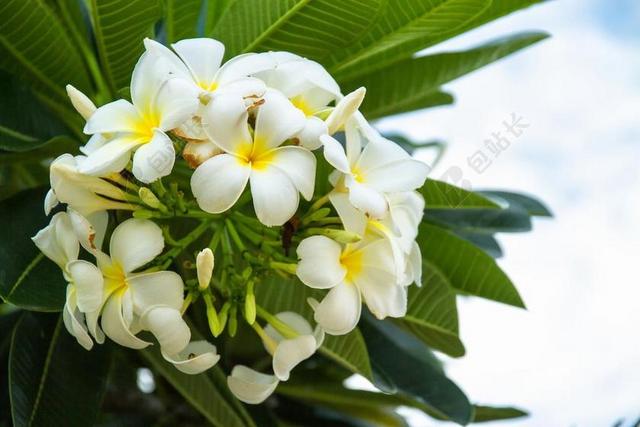 花 素馨花 鸡蛋花 白色的花 花开 详细信息