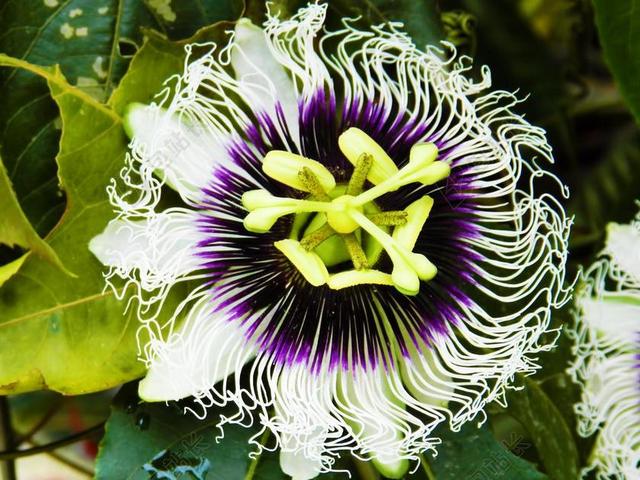 百香果 花卉 性质 鲜花 美容 绿色 拉莫斯