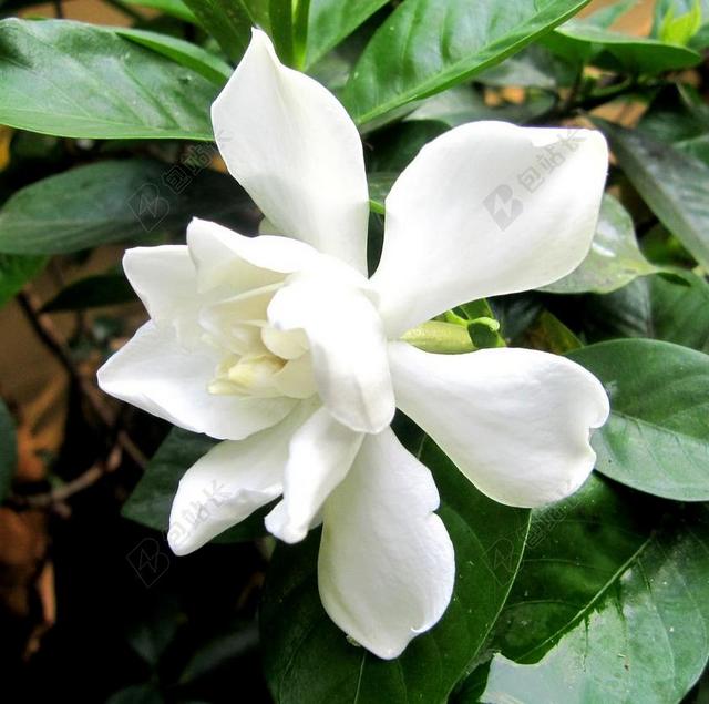 格迪斯路WA 栀子 花卉