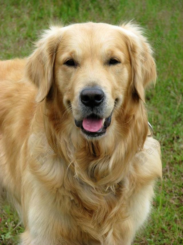 狗 金毛寻回犬 金 检索器 宠物 动物 品种 谱系 美丽