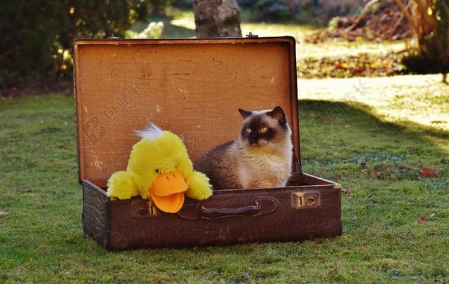 行李 古董 猫 英国短毛猫 鸭 滑稽 好奇 皮革 旧皮箱
