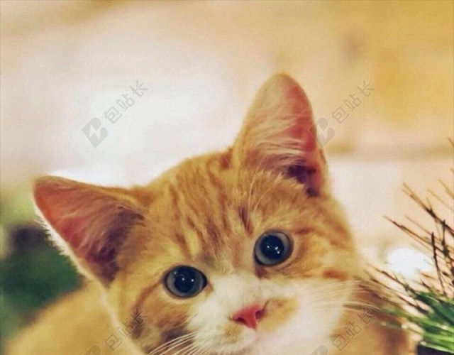 简约可爱萌猫咪宠物H5背景