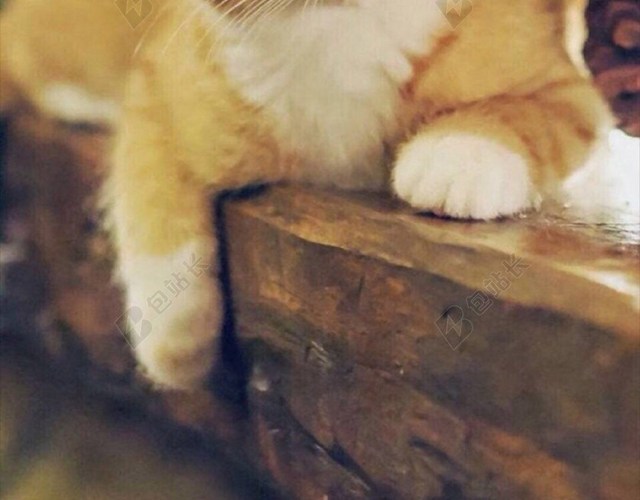 简约可爱萌猫咪宠物H5背景