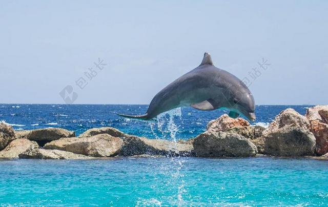 海豚 水族馆 跳跃 鱼 动物 海洋 水 生活 海 蓝色