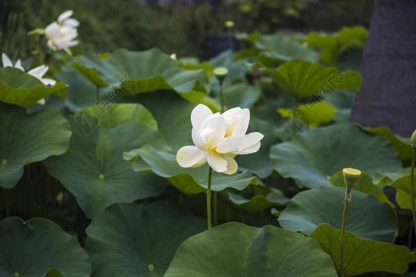 荷花 花朵 綠色 綠葉 唯美 風景 植物 池塘 夏天