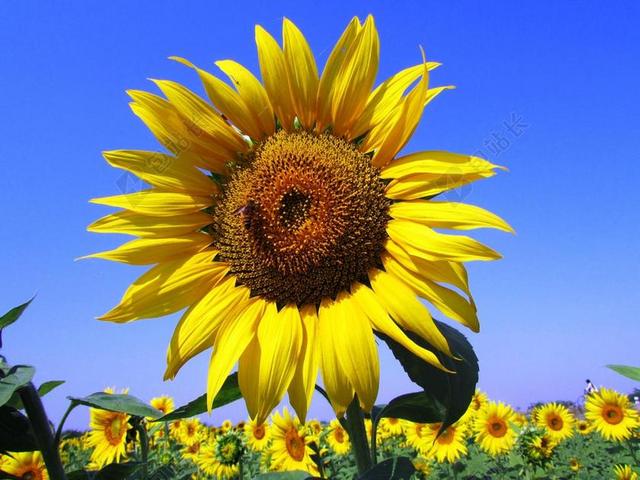 向日葵 花 水华 开花 黄色 花瓣 花的 装饰 花园 园艺