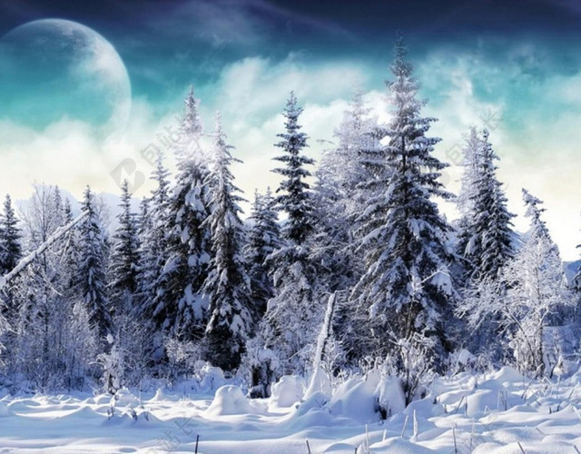冬天树木松树雪地背景