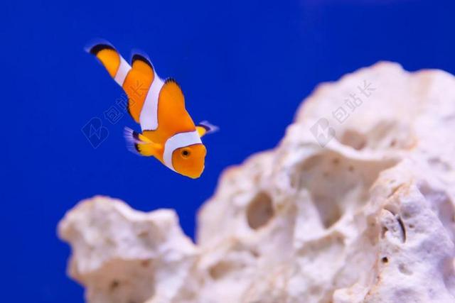 银莲花 动物 水族馆 小丑 鱼 海洋 橙色 礁 带 条纹