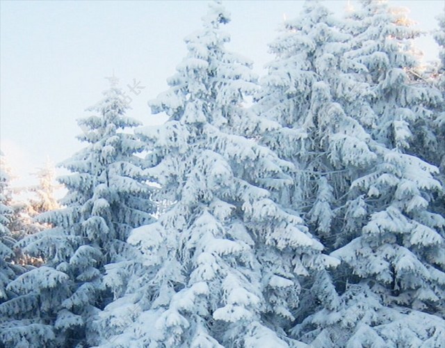 冬季树木雪景H5背景