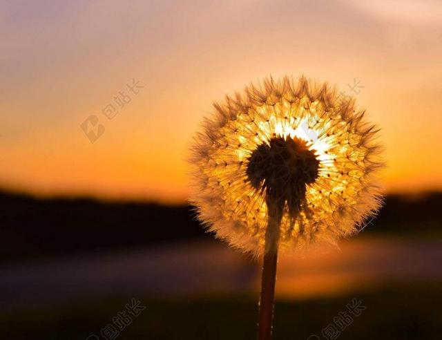 蒲公英 日落 太阳 晚上 橙色的天空 金色的夕阳 发光 光