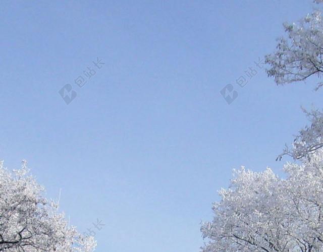 冬天樱花雪景H5背景