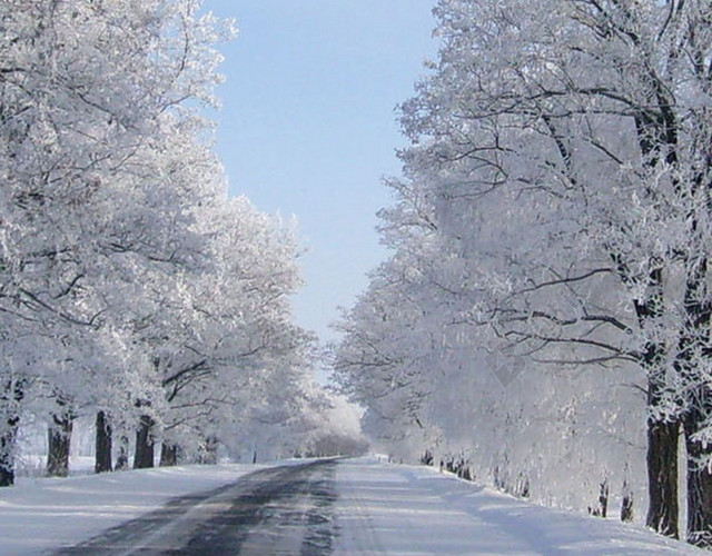 冬天樱花雪景H5背景